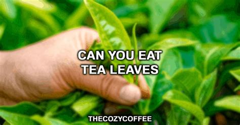 Can You Eat Tea Leaves? Everything You Need To Know - The …