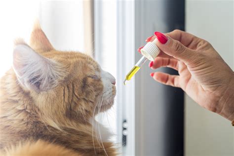 Can You Give Cats Cbd For Pain