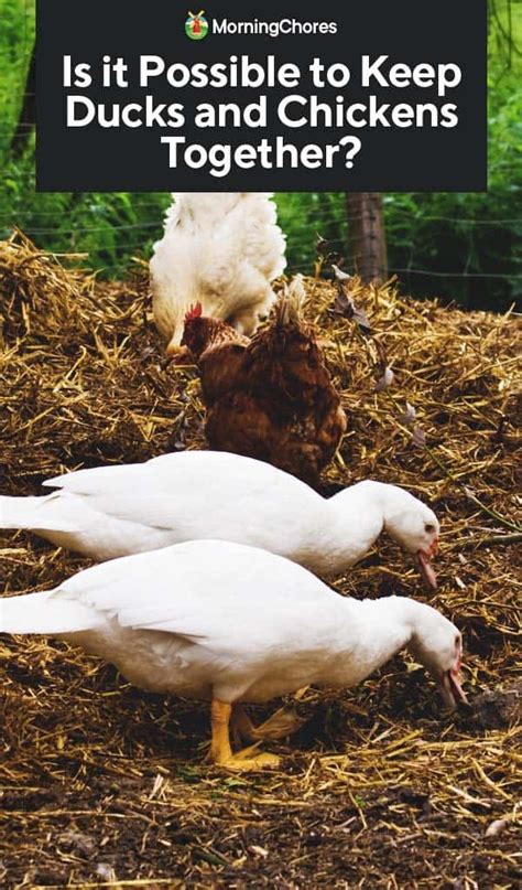 Can You Keep Ducks and Chickens Together? - Storey Publishing