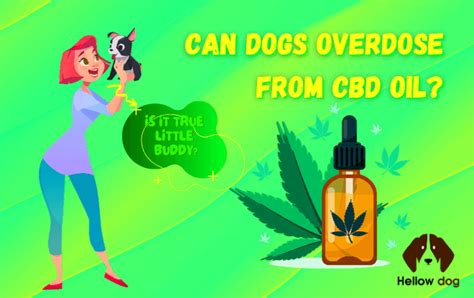 Can You Overdose Dog On Cbd Oil