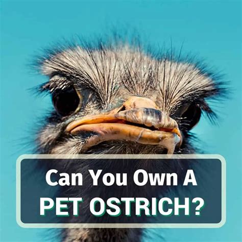 Can You Own A Pet Ostrich? Yes, No Or Maybe?