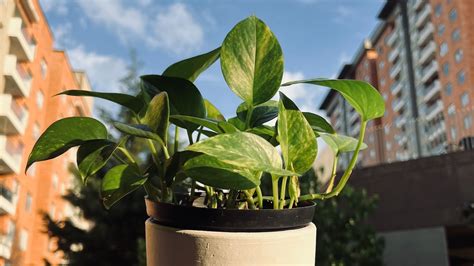 Can You Plant Pothos And Philodendron Together?