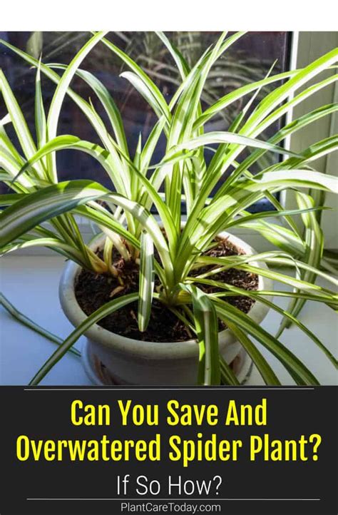 Can You Save And Overwatered Spider Plant? If So How?