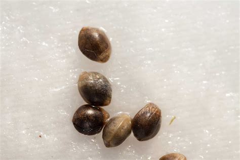 Can You Tell The Sex Of Cannabis Seeds? - Zenpype