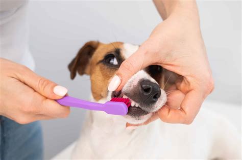 Can You Use Human Toothbrush on Dogs