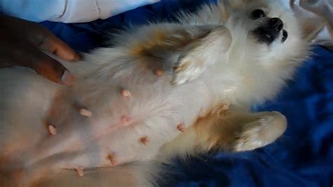 Can a 5 year old dog get pregnant. .  <a href=https://findlamp.ru/oh2fg3v/asian-a...