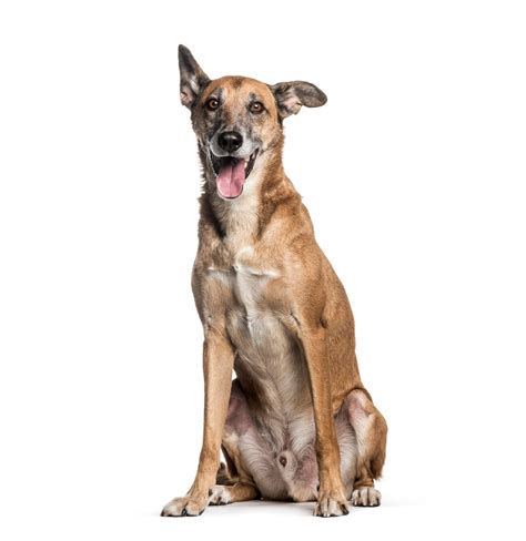 Can a 8 year old male dog still breed.  However, sperm counts decrease and it can be mo...