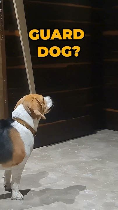 Can a Beagle be a Guard Dog? - YouTube