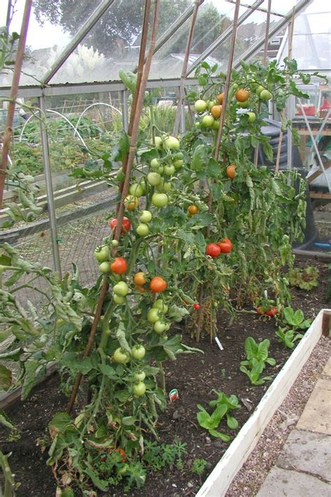 Can a Greenhouse be too hot for tomatoes? - Quora