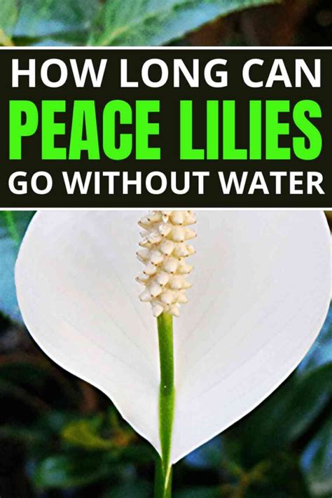 Can a Peace Lily Grow in Water? - Homestead Gardener