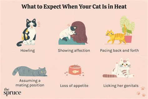 Can a cat be spayed while in heat. As soon as your cat has been spayed, you’ll start to notice changes in their behavior—including their feeding habits. Their appetite can increase by 20-25%, but their actual energy expenditure reduces by 30%. This means it’s very easy for your queen to overeat and store the extra energy as fat. If you decide to spay your cat while they're ... 