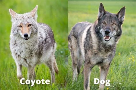 Can a coyote breed with a dog? - whatansweris.com