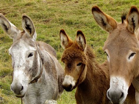 Why can’t mules reproduce with mules? In the mule, the horse and the donkey each had 64 and 62 chromosomes, respectively. This uneven shuffling of the deck results in the mule getting 63 chromosomes. To reproduce requires an even number of chromosomes, so mules can’t have babies.