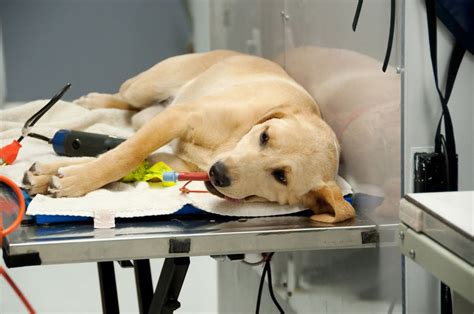 Can a dog be spayed while in heat. Can a dog be spayed while in heat? Yes, a dog can be spayed while in heat, but it is not recommended. It is best to wait until the heat cycle is over to spay the dog, as this can reduce the risk of complications during the surgery. 
