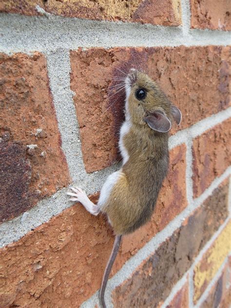 Can a mouse climb a wall. Mice will grip on such spaces and climb up with little less difficulty. The rougher the wall, the easier it is for mice to climb. The smoother it is, the more challenging it becomes. Apart from concrete walls, wood finishing, stucco, shingles and siding also provide these rodents with ample gripping surfaces to move around. 