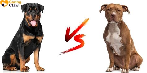 Can A Pitbull Kill A Rottweiler? Dog Training/ Leave a Comment/ By admin Whether you're a dog person or not, it's hard to deny that pit bulls and rottweilers are two of America's most commonly owned breeds. And while they may look similar, there are some critical differences between these two dogs.. 