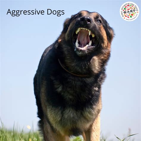 Can a raw diet suddenly cause aggression in dogs? - Hug Pet …