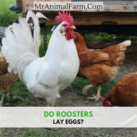 Can a rooster lay eggs? - Thank Chickens