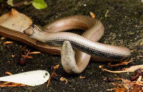 Can a slow worm bite? - Housekeeping Magazine: Decoration …