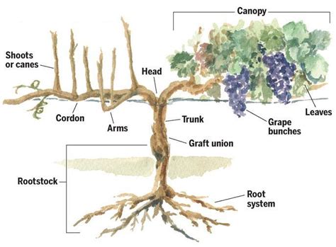 Can a vine be a tree? – Short-Fact