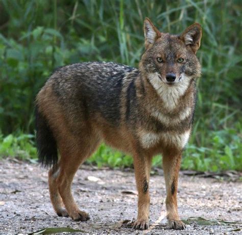 Can a wolf and a fox produce a hybrid? - Quora