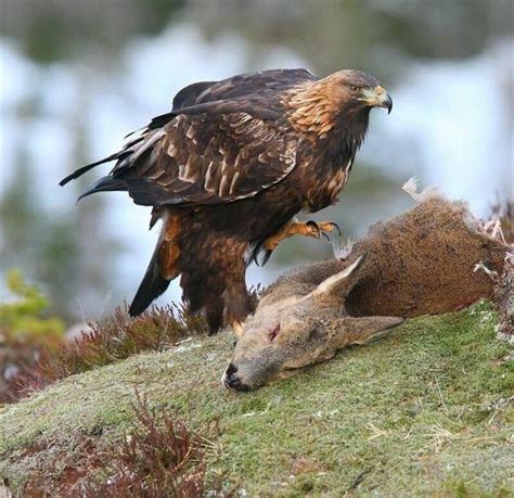 Can an eagle pick up a deer? - Quora