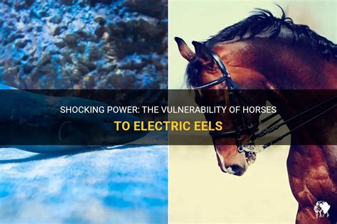 Can an electric eel stun a horse? - gulchlife.jodymaroni.com