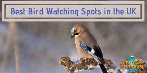 Can anyone recommend any bird watching spots in town?