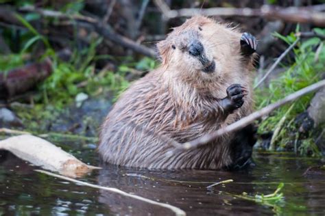 Can beavers help combat climate change impacts in California?