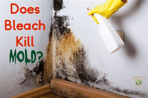 Can bleach kill mold. Bleach does not efficiently kill mold. Additionally, bleach will not penetrate porous materials and may allow the mold to come back. Instead of using bleach for mold, use a fungicide. 