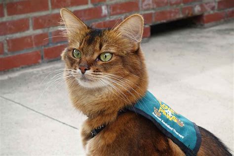 Can cats be service animals. No, cats can’t be classified as a service animal under the Americans with Disabilities Act regulations for public access rights. However, someone with a disability may request that a cat be considered as a “reasonable accommodation” for an employment or a housing situation, where the definition of service animal is … 