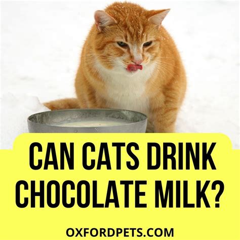 Can cats drink chocolate milk? - PetSchoolClassroom