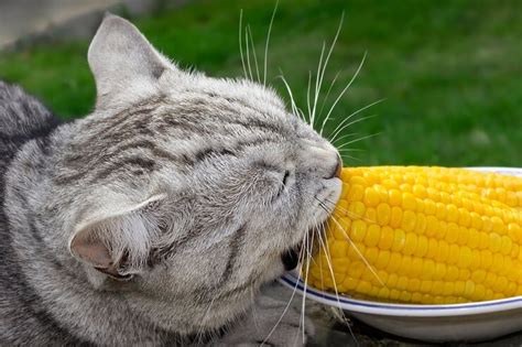 Can cats eat corn chips? - Catsmag