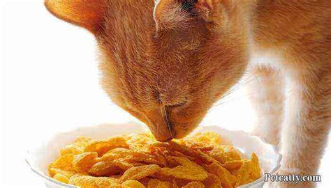 Can cats eat corn flakes - Pet Catty