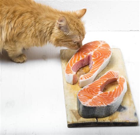 Can cats eat raw fish. This is because canned salmon contains preservatives to keep it good for a long time. Just check the shelf life of a can, you’ll see it stays good for months, even years. This is because the manufacturers add salt, sodium, or other preservatives. Which are fine for us to eat (not great, ideally), but are not fine for cats. 