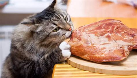 Can cats eat raw meat? -What is the best meal for your ... - Pet Catty