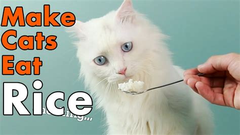 Can cats eat white rice. Yes, cats can eat cooked white rice in moderation. Rice can be beneficial in times of digestive upset, as it can help bind the stool and ease gastrointestinal issues. Vets may even recommend adding a small amount of cooked white rice to a cat’s wet food if they are suffering from diarrhea. 