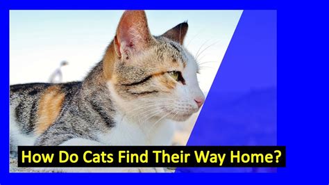 Can cats find their way home. Things To Know About Can cats find their way home. 