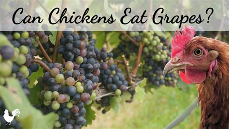 Can chickens eat grapes. Things To Know About Can chickens eat grapes. 