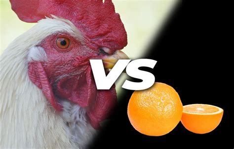 Can chickens eat oranges. Things To Know About Can chickens eat oranges. 