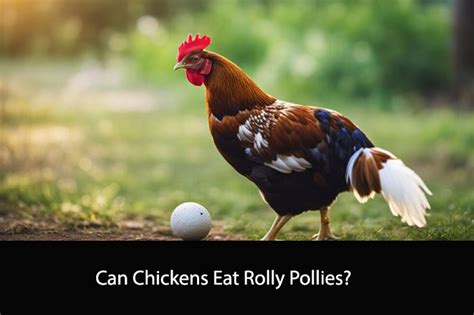 Furthermore, incorporating rolly pollies into your chickens' diet can have a positive impact on egg production. The protein-rich nature of these crustaceans can support the formation of high-quality eggs, ensuring that …. 