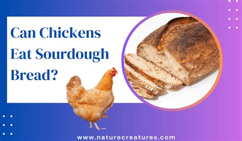 Can chickens eat sourdough bread? - Chickenma