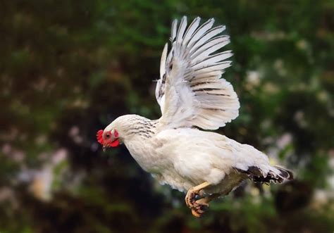 Can chickens fly? Discover Wildlife