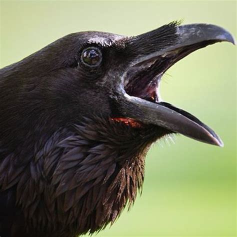 Can crows talk. The answer is yes! Crows, very much like parrots, can imitate our speech with proper training. Their voice drastically differs from the parrot’s vibrations. In fact, crows sound even more like people sometimes. … 