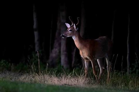 Can deer see you in the dark? – Wildlife Archer