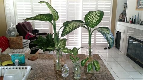 Can dieffenbachia be grown in water? - kanswers