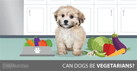 Can dogs become vegetarians?