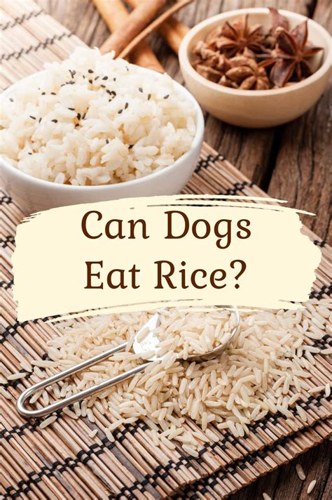 Can dogs eat basmati rice. Can Dogs Eat Basmati Rice. Can Dogs Have Wild Rice. FAQs. Conclusion. Is Rice Good for Dogs. Rice is perfectly safe for dogs to eat, but just like … 