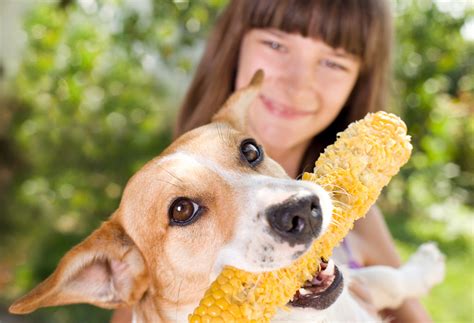 Can dogs eat corn on the cob? Symptoms of corn ingestion