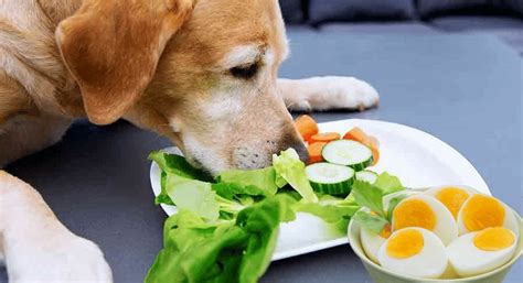 Can dogs eat hard boiled eggs. Dogs should not be fed pickled eggs as a regular part of their diet. The high salt content in pickled eggs can be harmful to dogs. Vinegar used in pickled eggs may upset a dog’s stomach. Some dogs may have an allergic reaction to pickled eggs. Consuming pickled eggs occasionally in small quantities is unlikely to harm a dog. 